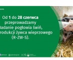 Badanie pogłowia świń oraz produkcji żywca wieprzowego (formularz R-ZW-S) Foto
