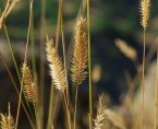 Ankieta koniunktury w gospodarstwie rolnym 15-29.07.2016 Foto
